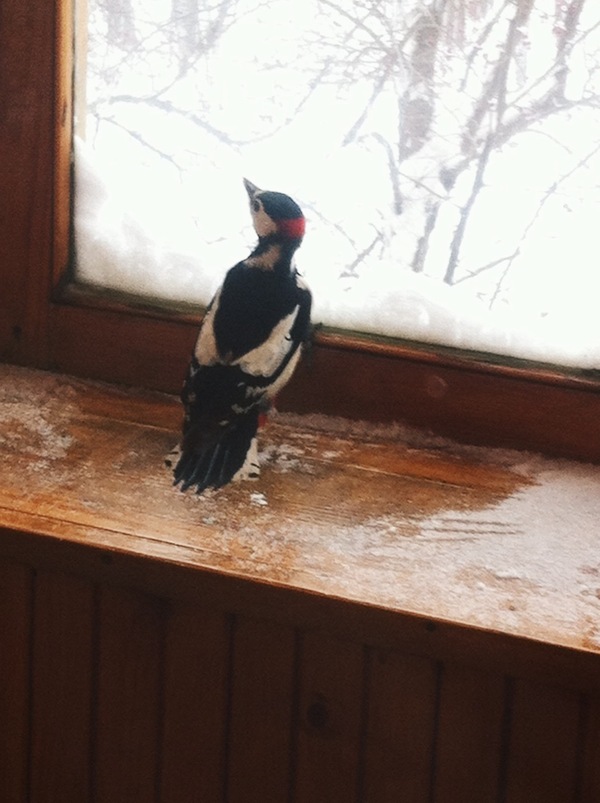 cheeky guest :) - My, Woodpeckers, Birds, , The winter is coming