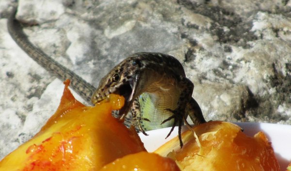 The lizard treats itself to a peach lying in a plate. - My, Lizard, Crimea, Forest, Nature, Yummy