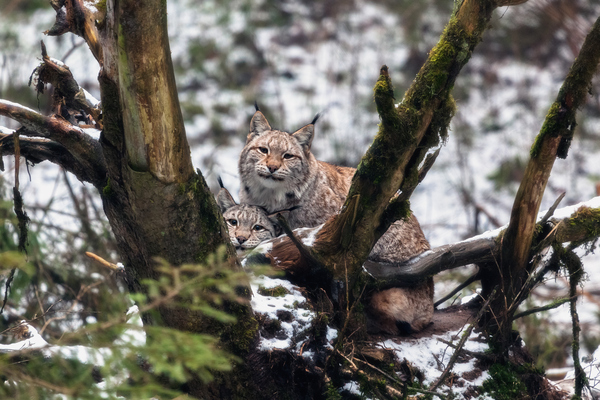 Meeting in the reserve - Photo, Lynx, Reserve, You're not welcome here, Reserves and sanctuaries