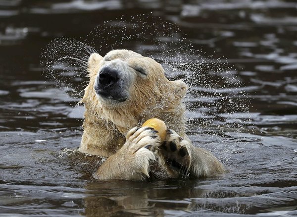 Polar bear in a wildlife park in Scotland - The Bears, Pleasure, Scotland