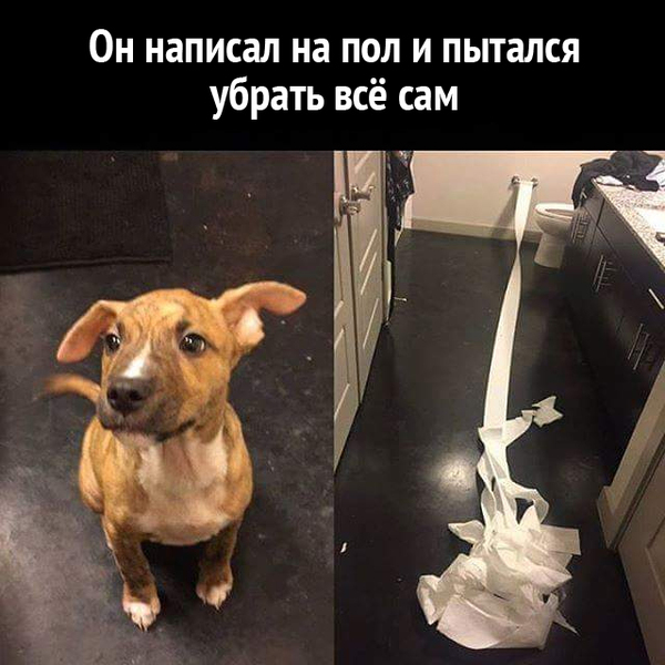 Who is the good boy? - Reddit, Puppies, Toilet paper, , Dog, Praise
