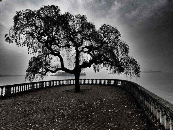 B&W tree - My, Tree, Italy, Photo, , December, Embankment