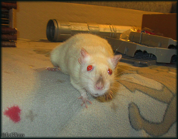 - ������, �� �� ���? (����)