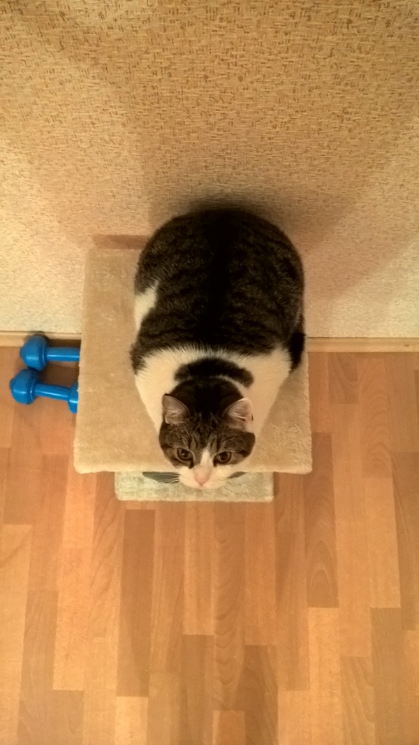 Cat-loaf - My, cat, Fat man, , My, Fullness