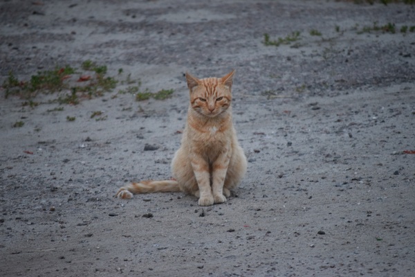 Grozny - My, cat, The street, Sight