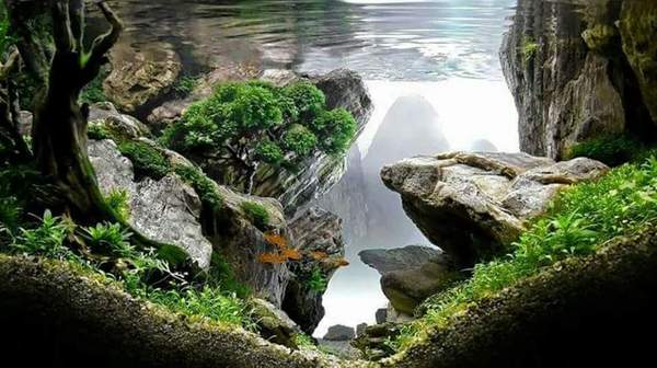 misty mountains - Aquarium, , Aquascape, The mountains, Fog