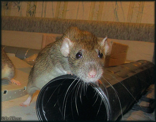 - ��� �����? � � �� ����������. (������)