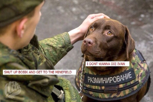 In Soviet Russia we demine with dogs - СССР, Собака, Разминирование, ВКонтакте, Из сети