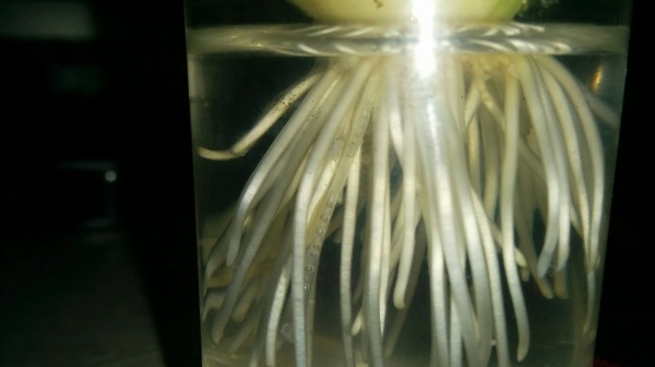 Странный корень у лука | Пикабу