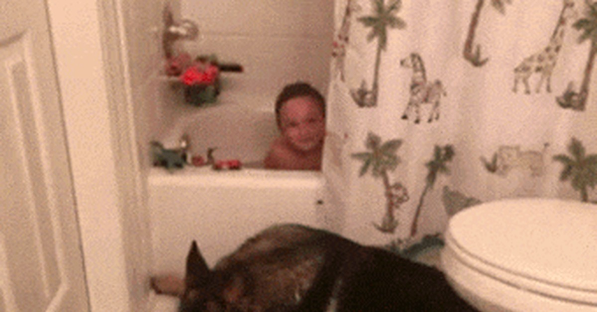 Попросила принести полотенце. Человек в ванне с собакой. Ребенок с собакой в ванной. Ванна в ванну для собак.