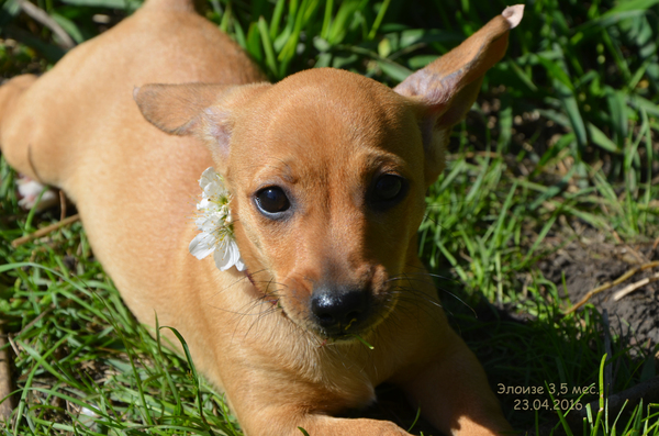 Chivini (Chihuax) - Chihuahua and Dachshund mixed breed - My, Civini, Chihuahua, Dachshund, Puppies, Dog, Affection, Longpost