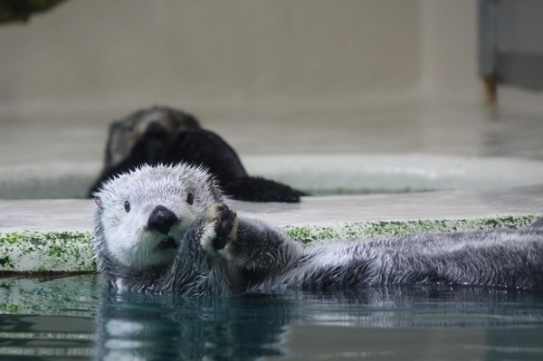 Well clap clap - Otter, Otters, Milota, Animals, Sea otter