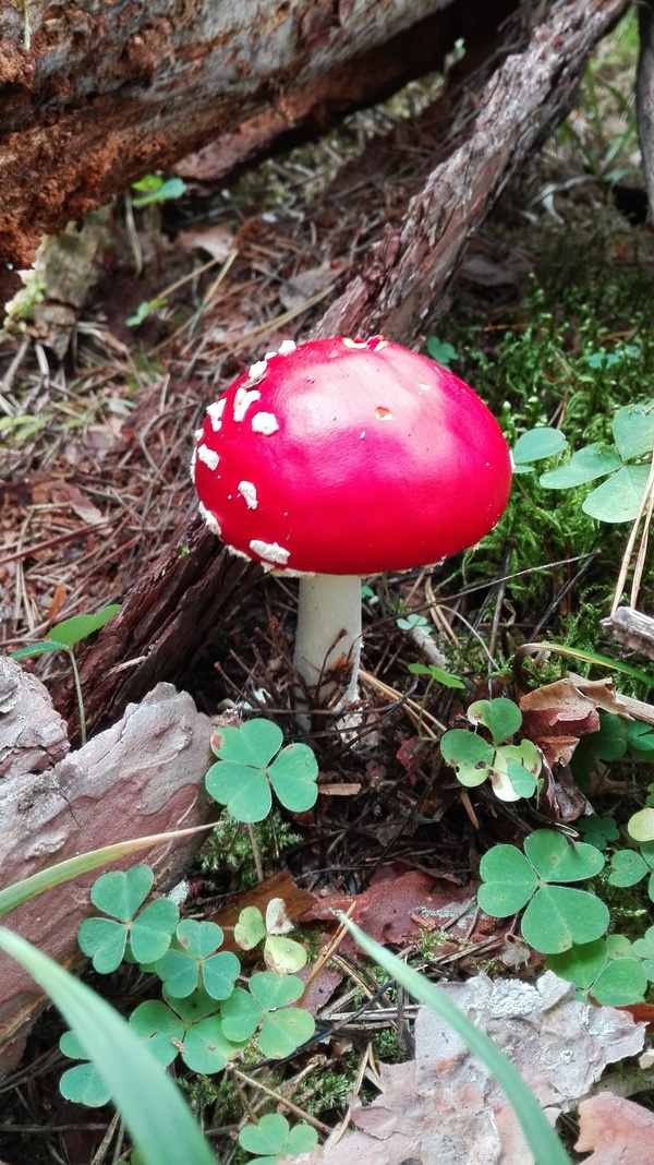 Fly agaric - My, Fly agaric, Mushrooms