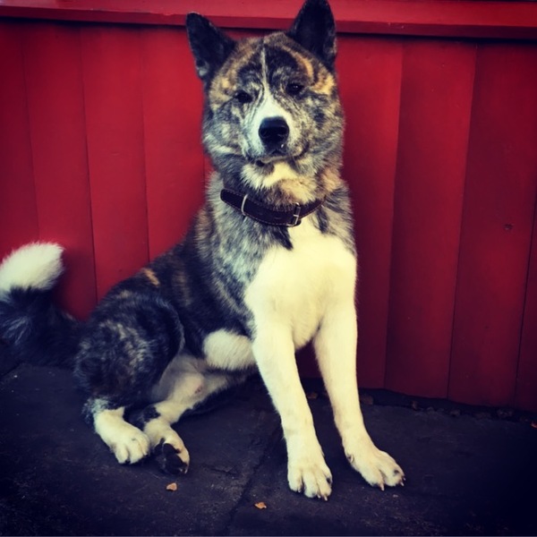 Lost dog, looking for...waiting...hope...believe...what if someone saw...or knows something? - Dog, The dog is missing, Arkhangelsk, Akita inu, Help, Search for animals