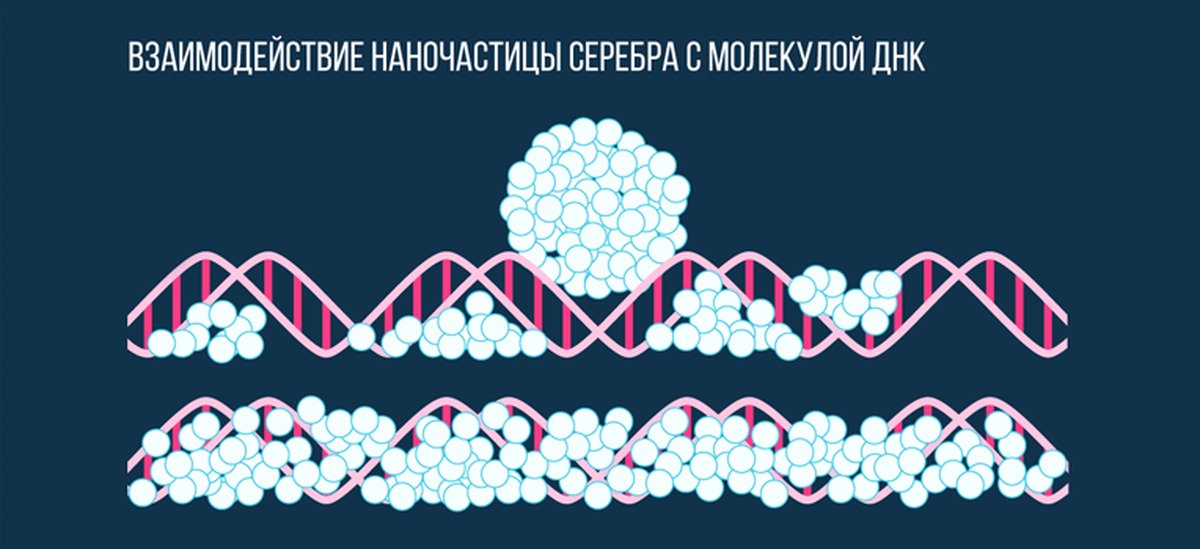 Взаимодействие серебра. Взаимодействие наночастиц с молекулами ДНК. Нанопроволоку из молекул ДНК И наночастиц серебра. Молекула серебра схема. Металлизации молекул ДНК.