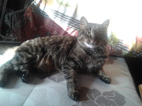 Lost cat Saint Petersburg. District Admiralteisky. Pisareva street House 14 - My, cat, Saint Petersburg, The missing, Help