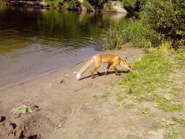 Fox cubs. - My, Fox, Bathing, Summer, River, Longpost, Bathing