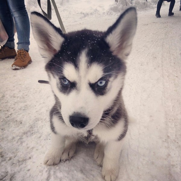 Handsome) - Husky, Handsome men, Dog, Eyes