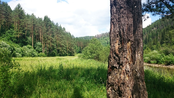 Moments of love, warmth and freedom.. - Longpost, Summer, , Ural, My, The photo, Nature, My