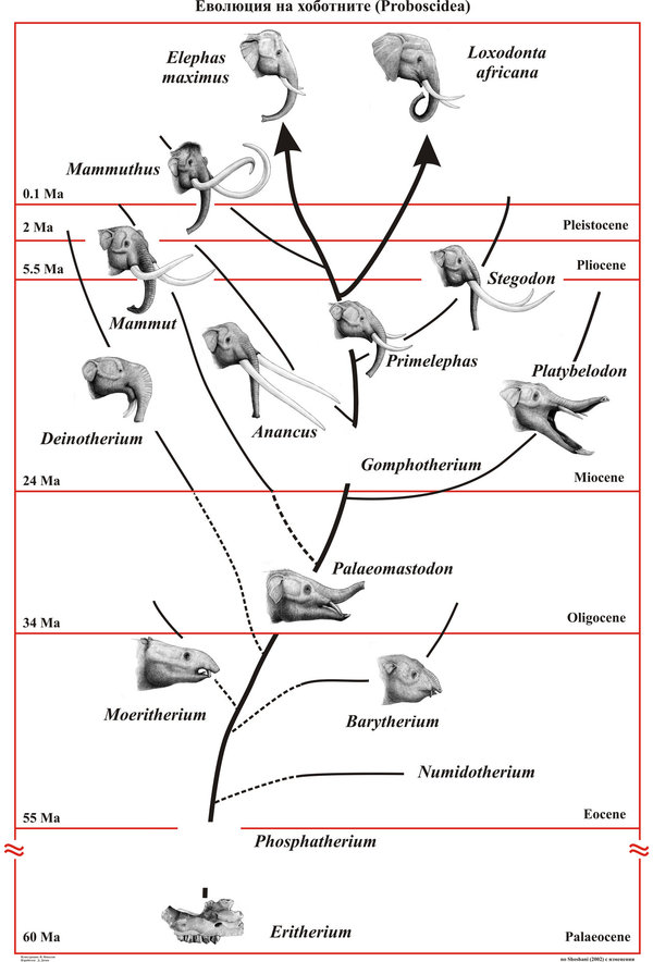 The most amazing elephants of the past - My, Elephants, Proboscis, Paleontology, The science, Animals, Cenozoic, Longpost, Dinoterium