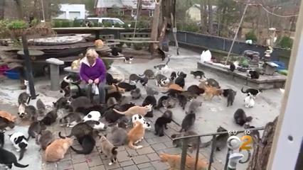 A man organized a shelter for 300 cats in honor of his son - cat, Shelter, The rescue