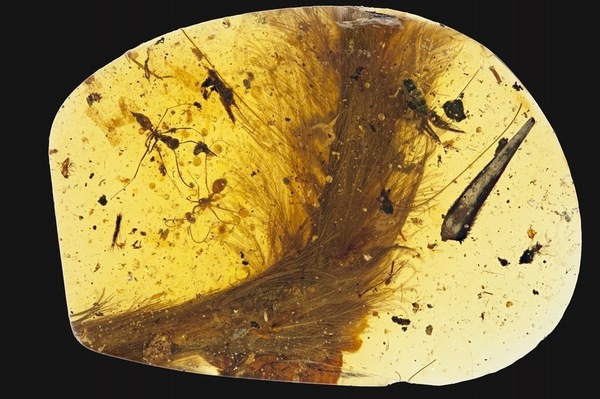 99 million year old amber with dinosaur tail - Amber, Dinosaurs, Fossil, Tail