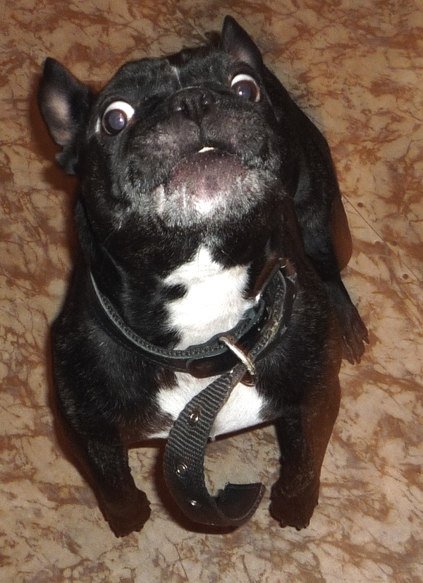 Your face when you saw a cookie ;) - French people, My, Dog, Bulldog, French Bulldog