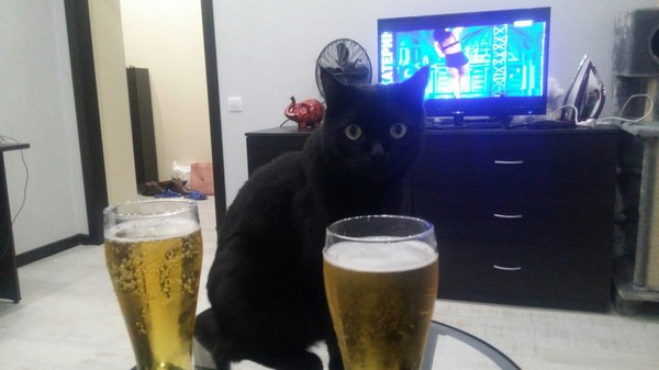 Friday cat - Friday, Beer, cat, My