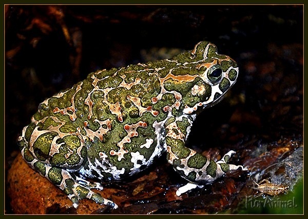 Toads and frogs - Toad, Frogs, Amphibians, Longpost