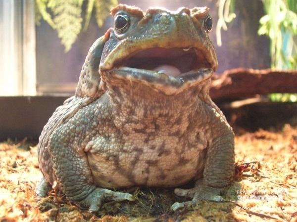 Toads and frogs - Toad, Frogs, Amphibians, Longpost