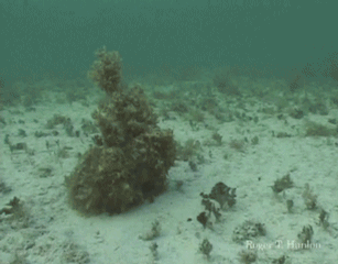 Revealed... - Under the water, Disguise, Camouflage, GIF