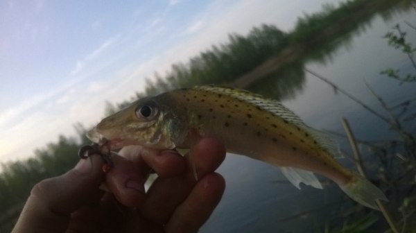 belated reports - My, Longpost, , Report, Spring, Fishing