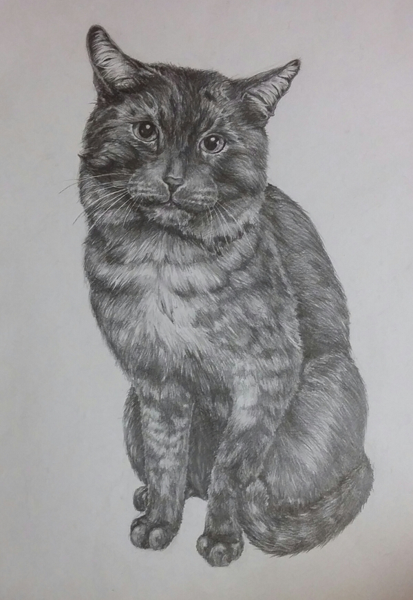 Just Senya - My, Friday tag is mine, Pencil drawing, cat