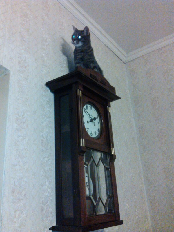 And we have a cat clock :) - My, cat, Kisiki, , Clock, Animals, Catomafia, Catomania