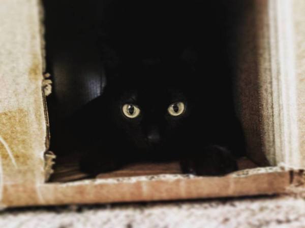 My cat is 2 years old. - My, Fangs, Language, cat, Box, cat house