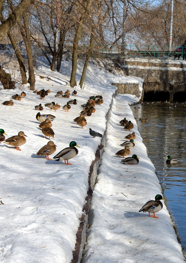 Ducks in winter in the Karyakinsky park in Rybinsk. - Birds, , Longpost