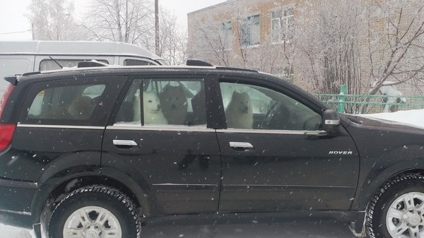 Meat eaters in the car - Meat eaters, Dog, Car