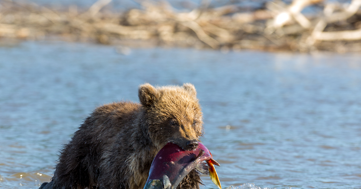 Лис ловит рыбу. Медведи на нересте Камчатка. Камчатка медведи. Медведь с рыбой. Камчатский бурый медведь.