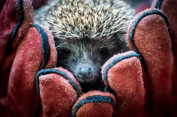 Hedgehog) - Hedgehog, Arms, Gloves, Animals, Creatures, Milota, Prickles