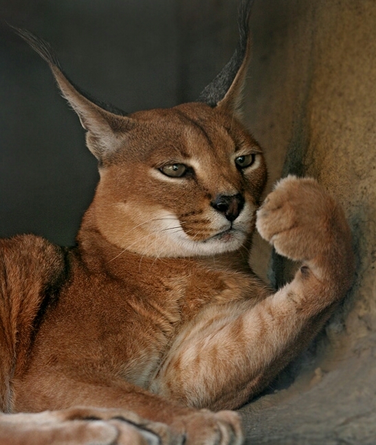 In thought - Photo, Caracal