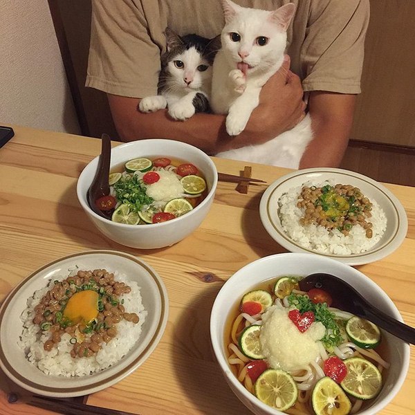 The reaction of two cats to the food of their owners - , Food, Longpost, cat