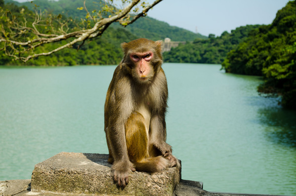 Hong Kong, Monkey Mountain Park - My, Monkey, Hong Kong, Nature, The photo, Longpost