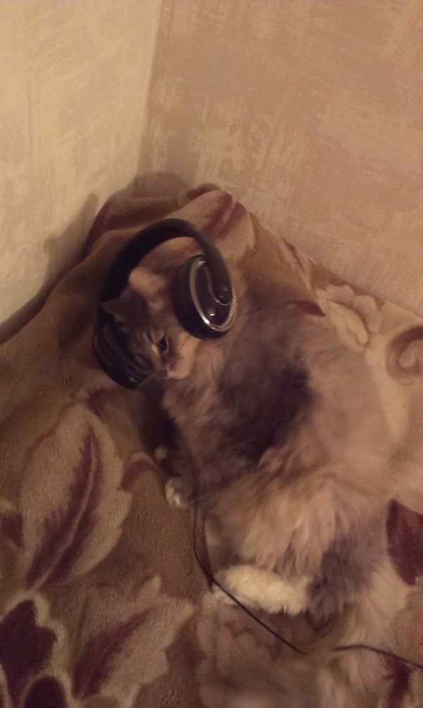 This is me trying to escape from the frailty of being - My, cat, Hopelessness, Headphones