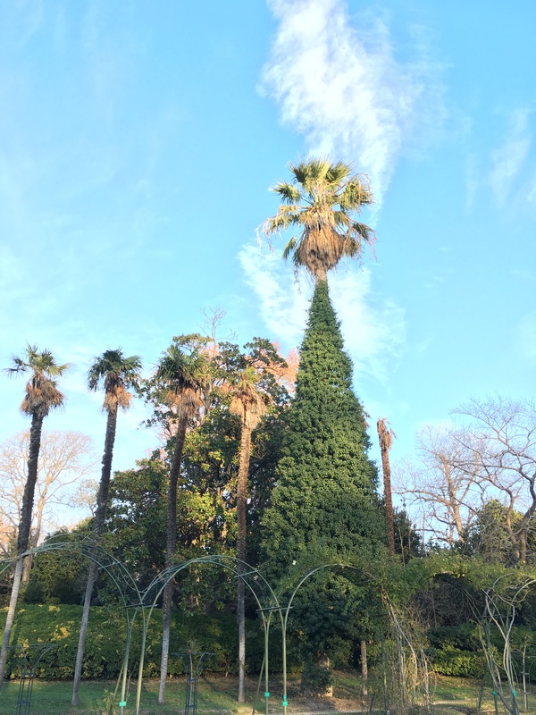 ... even the Christmas tree has become a palm tree) - , My, WTF