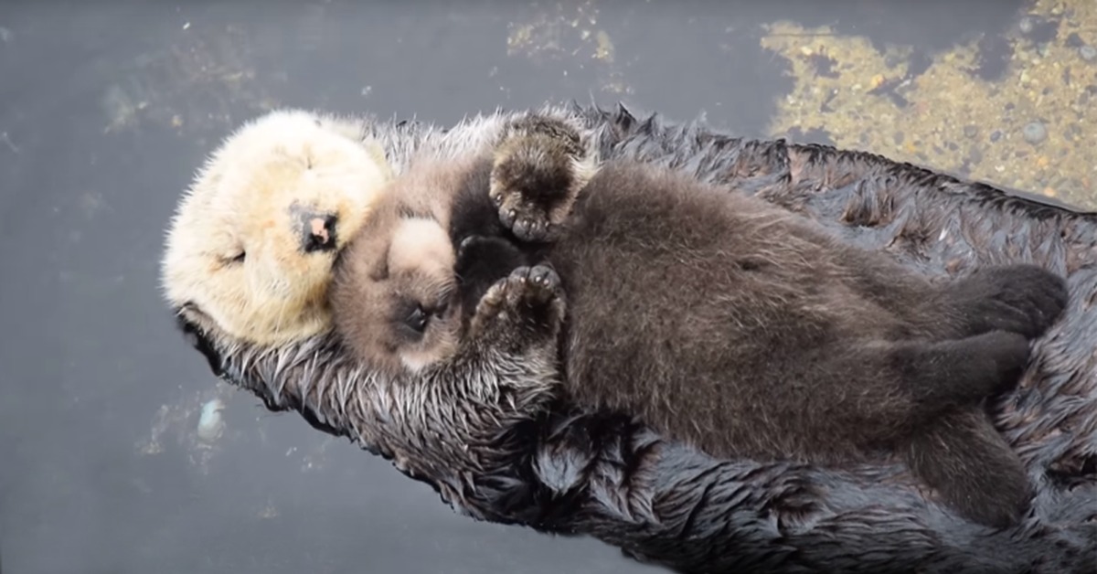 Colby Otter