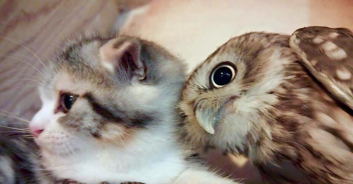 Кот Сова Фото