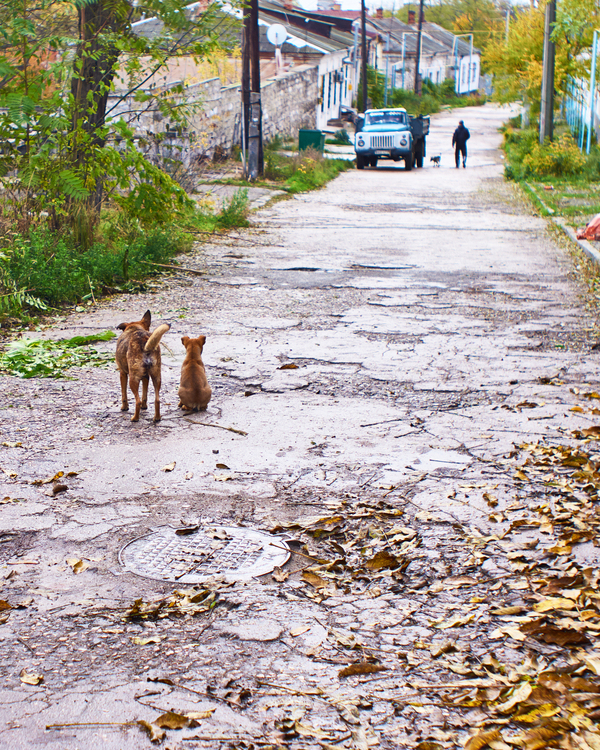 Waiting to yap.. - My, Kerch, , Crimea, , Photo, Dog, 