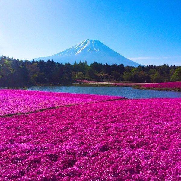 Phloxes and Fujiyama - Japan, Fujiyama, Phlox, Flowers, The mountains