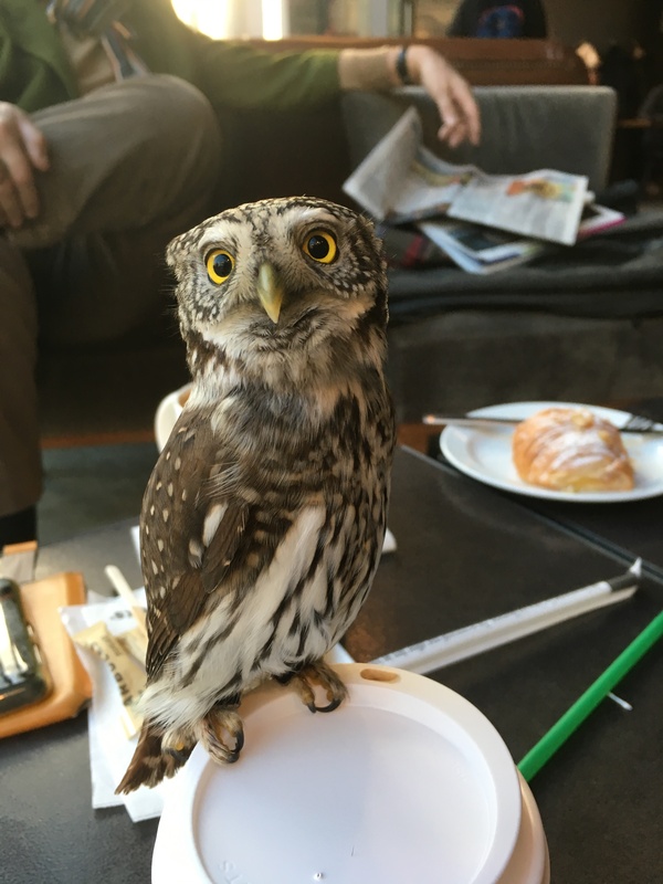 When you realize that Starbucks is burning grains - My, Owl, Owl, Starbucks, Corn, Roasting, Tverskaya Street, Mayakovskaya