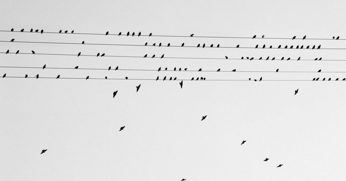 Песня птички ноты